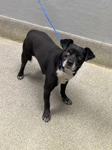 An adult small-sized male Chihuahua dog named Papachito for adoption in Las Vegas, NV
