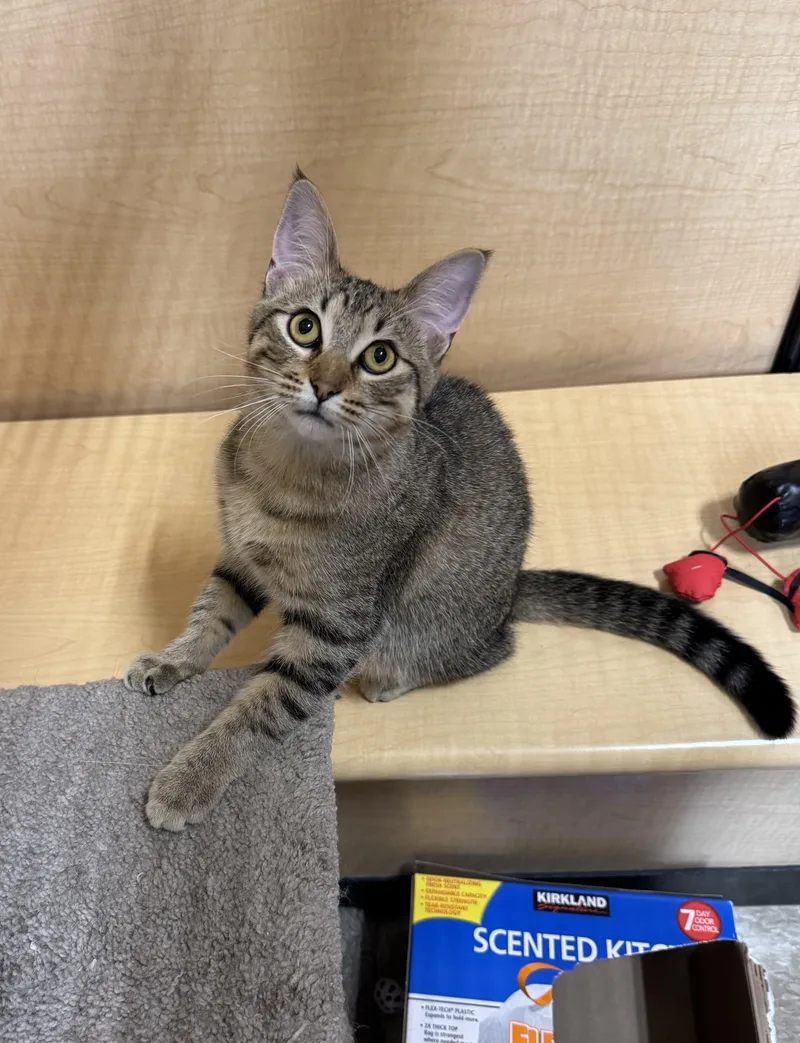 A young medium-sized male Domestic Short Hair cat named Bunny for adoption in Barrington Hills, IL