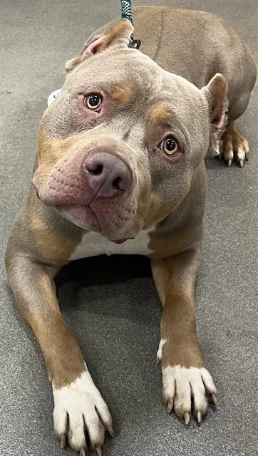 A young large-sized male Pit Bull Terrier dog named Scar for adoption in Upper Marlboro, MD