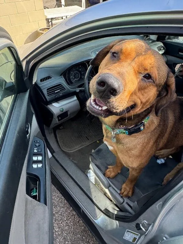 An adult large-sized male Brown / Chocolate Mixed Breed dog named Roman for adoption in Cincinnati, OH