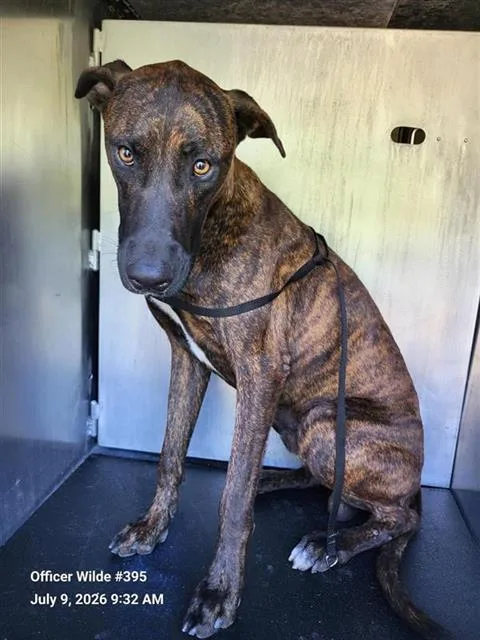 A young medium-sized male Doberman Pinscher dog named Rusty for adoption in San Antonio, TX