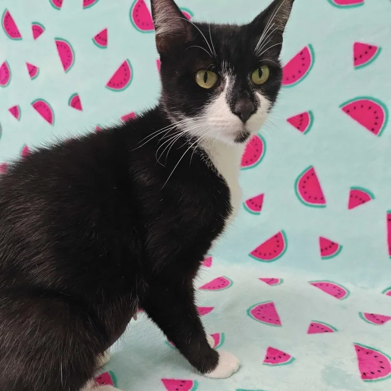 A young medium-sized female Black Domestic Short Hair cat named Penguin for adoption in Valdosta, GA