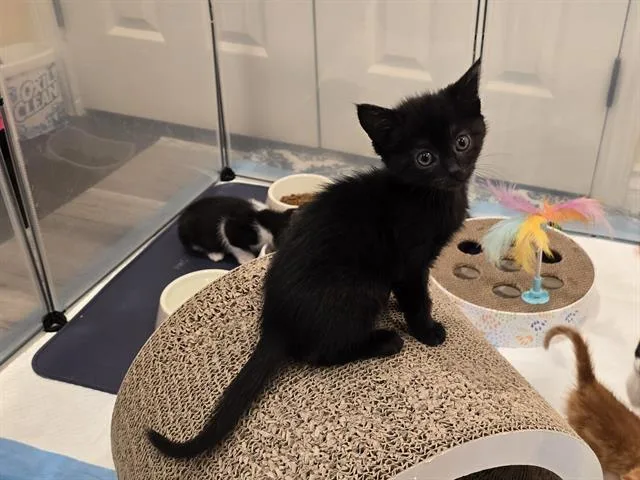A baby small-sized female Domestic Short Hair cat named Lilith for adoption in Camarillo, CA
