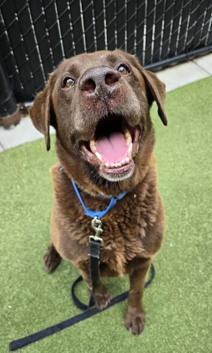 A senior large-sized male Labrador Retriever dog named Yogi for adoption in Bellevue, WA
