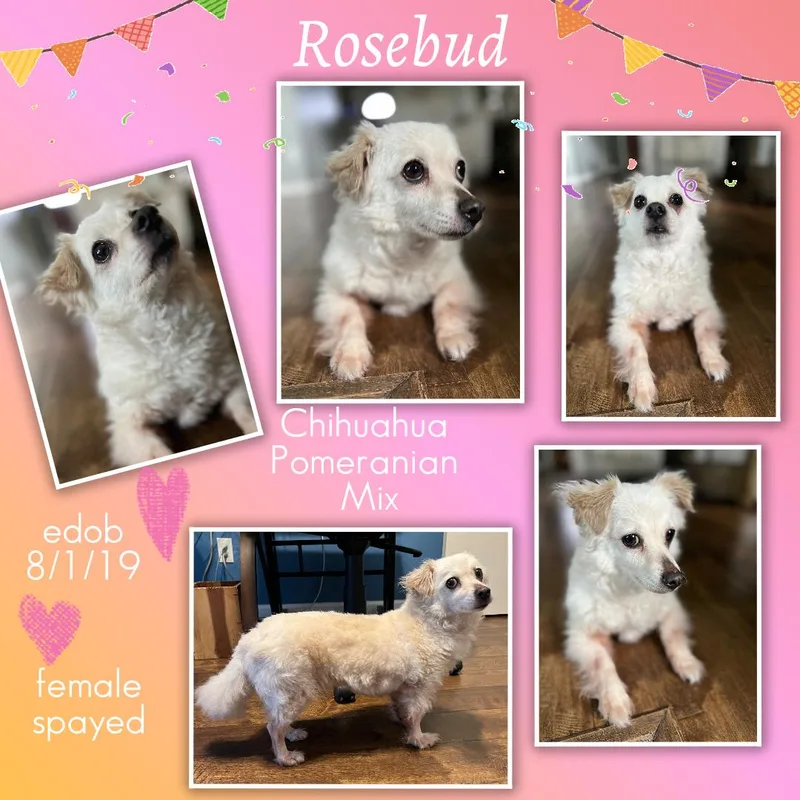 A senior small-sized female Chihuahua dog named Rosebud WA for adoption in Missouri City, TX