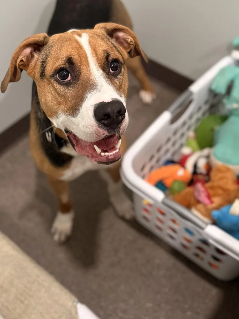 An adult medium-sized male Mixed Breed dog named Rubble for adoption in Sault Sainte Marie, MI