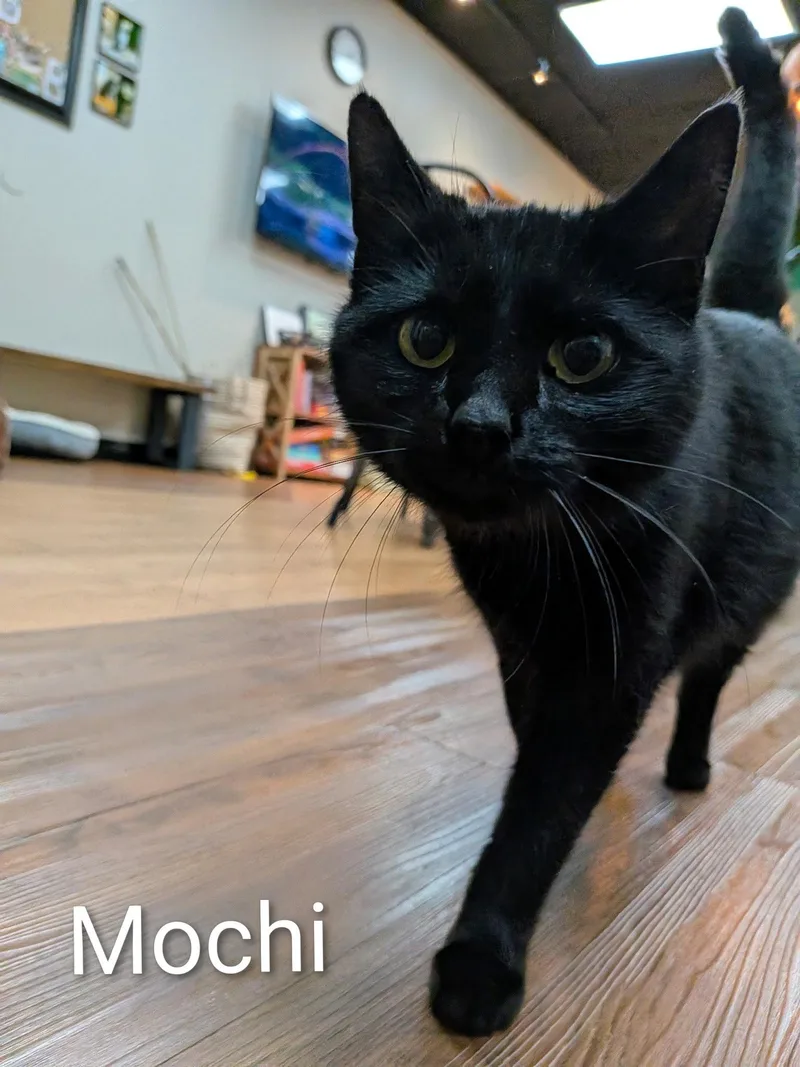 Mochi