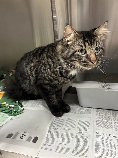 A young medium-sized male Domestic Medium Hair cat named Felix for adoption in Olivette, MO