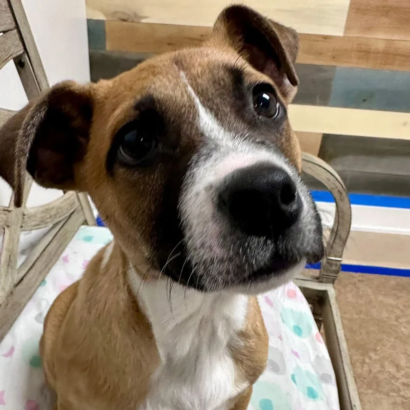 A baby medium-sized male Mixed Breed dog named Peep for adoption in Joliet, IL