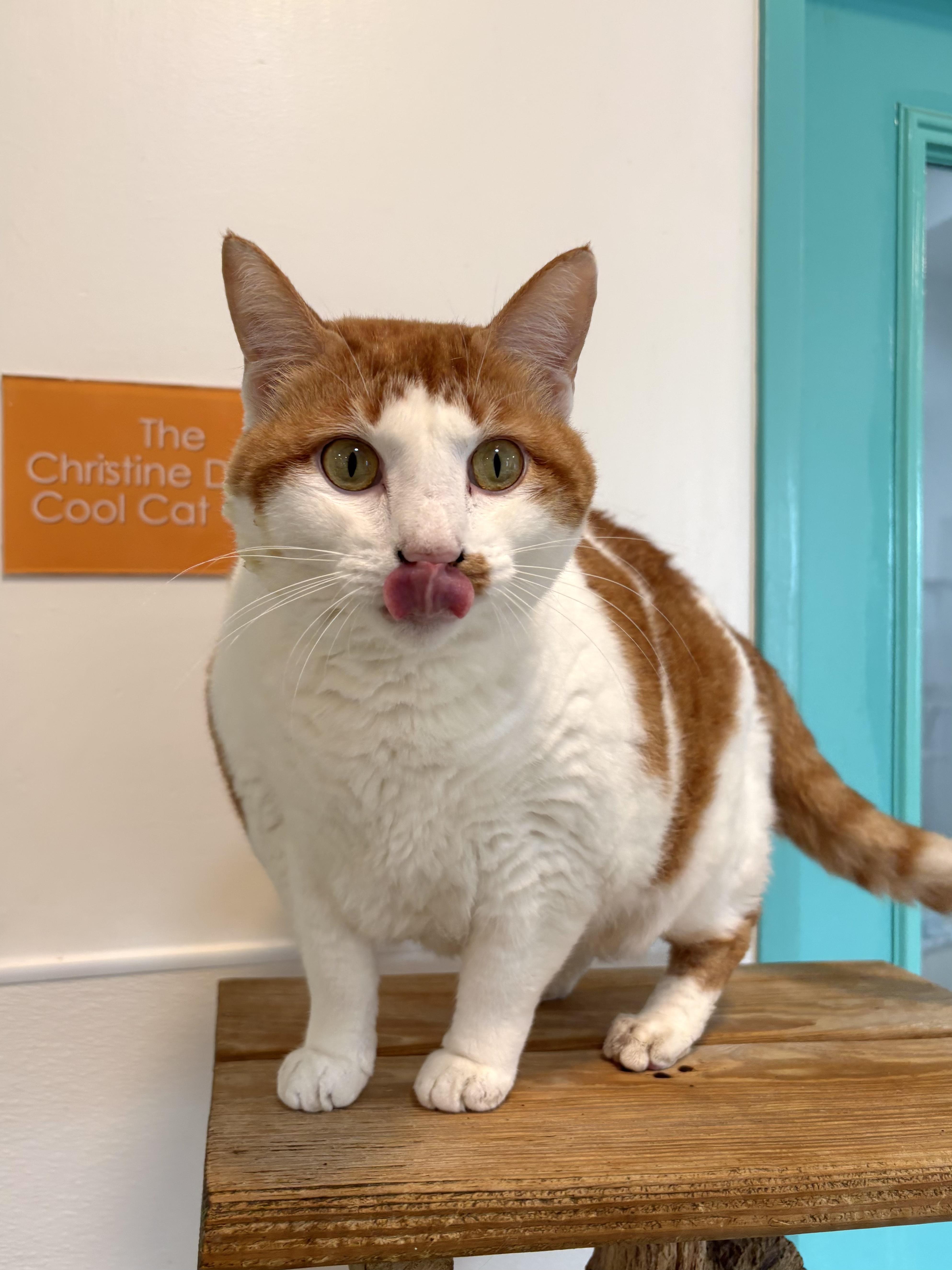 An adult medium-sized female Orange / Red Domestic Short Hair cat named Manatee for adoption in Chicago, IL