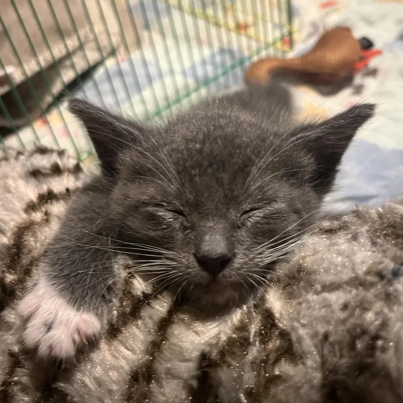 A baby small-sized male Gray / Blue / Silver Domestic Short Hair cat named Leo for adoption in Los Angeles, CA