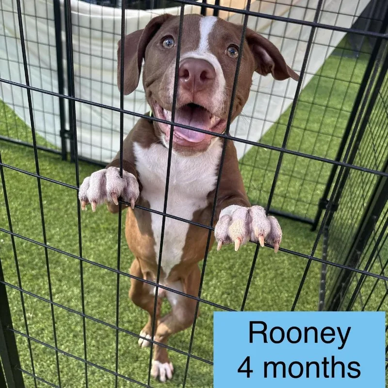 Rooney