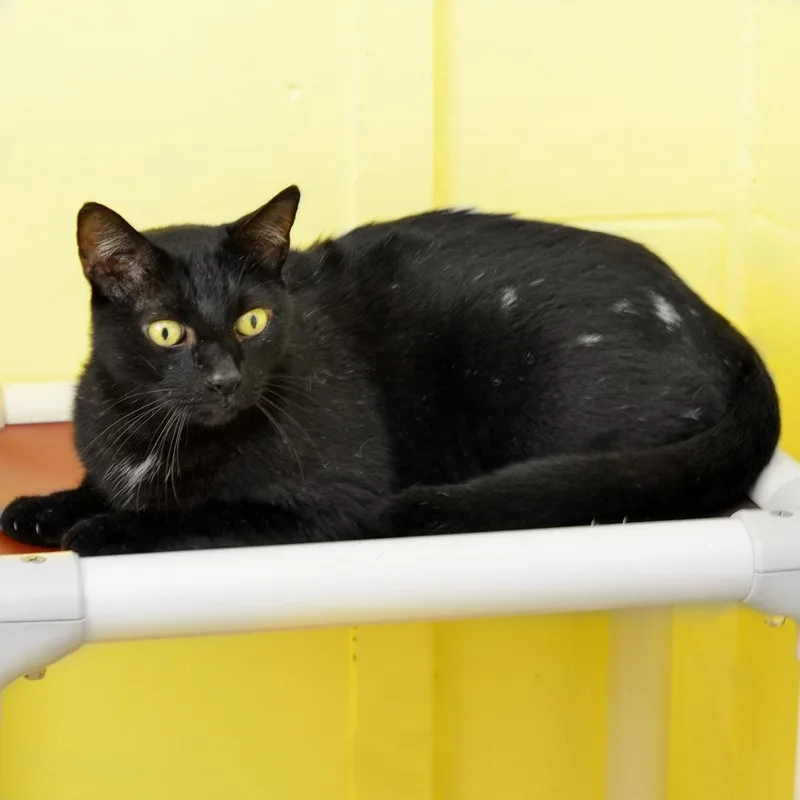 An adult large-sized male Black & White / Tuxedo Domestic Short Hair cat named Onyx for adoption in Sanford, FL