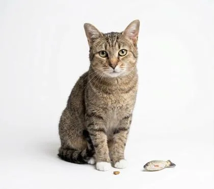 An adult small-sized female Domestic Short Hair cat named Reese for adoption in Cumming, GA