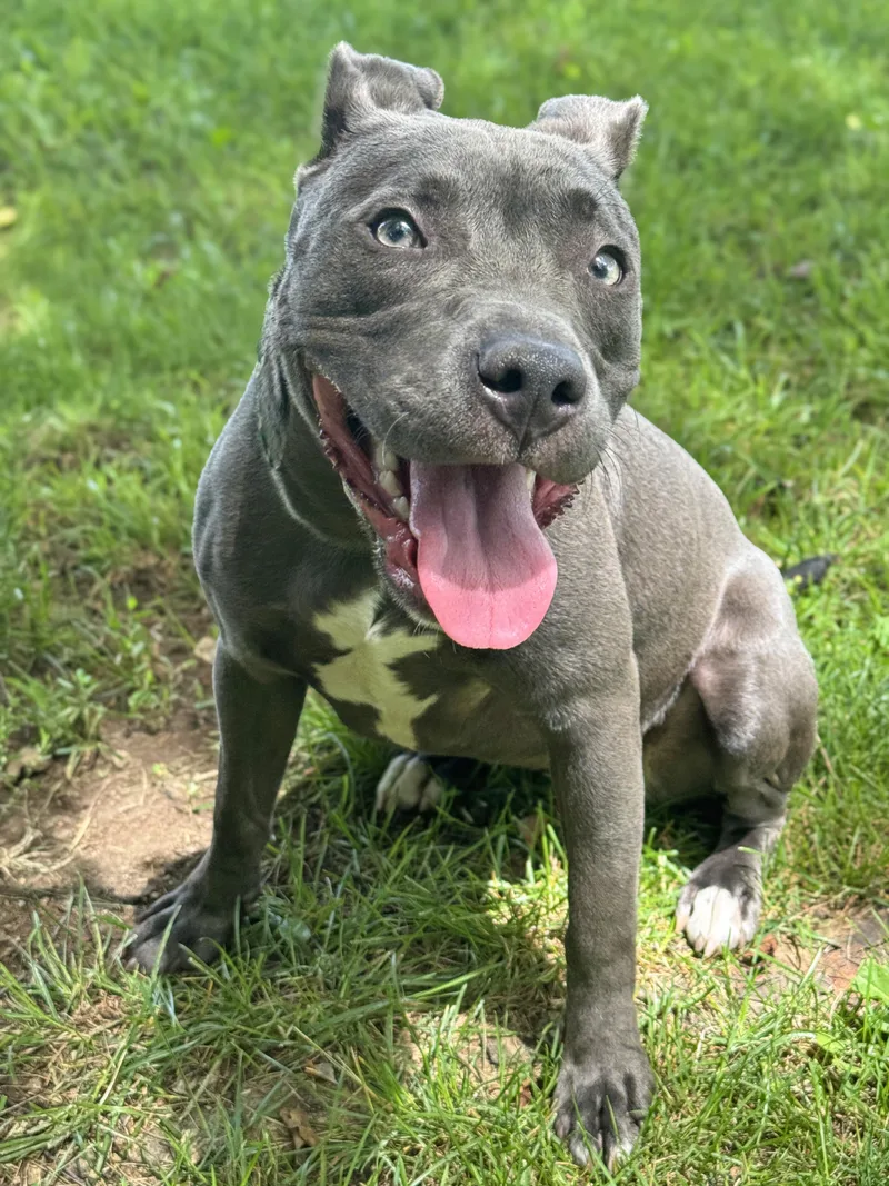 A baby medium-sized female Gray / Blue / Silver Pit Bull Terrier dog named Agatha for adoption in Anderson, IN