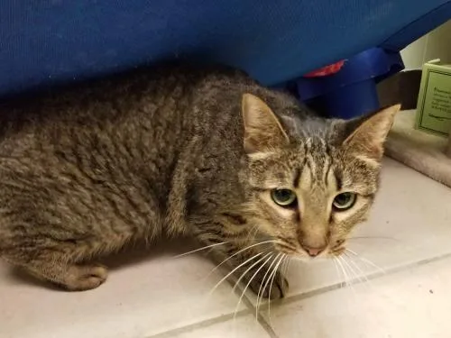 An adult medium-sized female Tabby (Brown / Chocolate) Domestic Short Hair cat named Ruby for adoption in Bossier City, LA