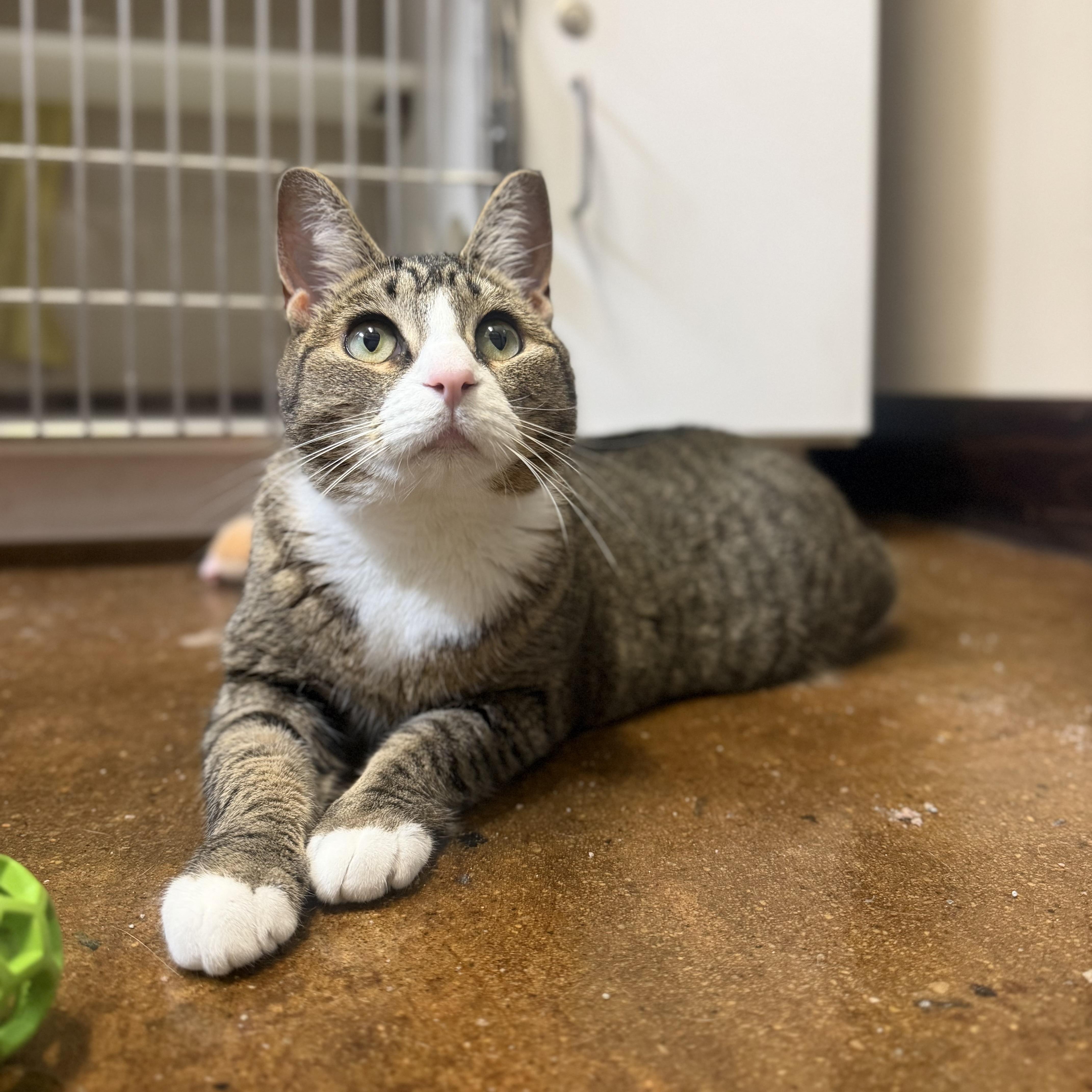 A young medium-sized female Domestic Short Hair cat named Beans for adoption in Birmingham, AL