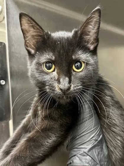 A baby small-sized female Domestic Short Hair cat named Sookie for adoption in Wichita, KS