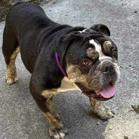 An adult medium-sized male English Bulldog dog named Calvin for adoption in Folsom, CA