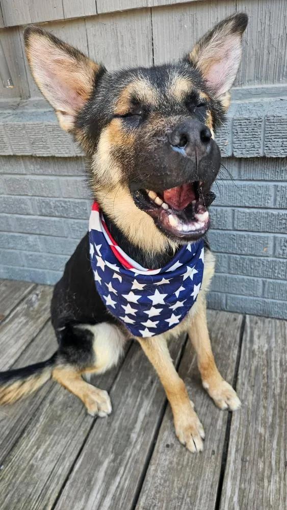 A baby large-sized male German Shepherd Dog dog named Soda for adoption in TULSA, OK