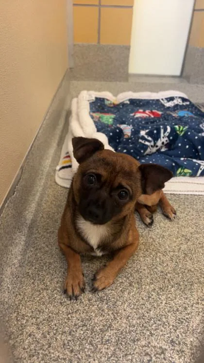 An adult small-sized male Bicolor Mixed Breed dog named Dante for adoption in Key West, FL