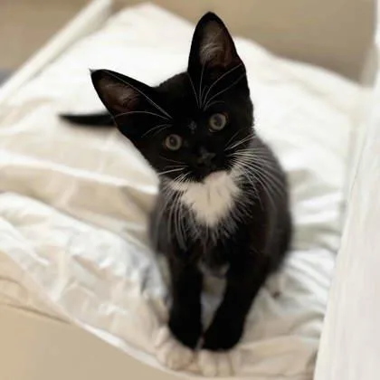 A baby small-sized male Black Domestic Short Hair cat named Cornelius for adoption in Atlanta, GA