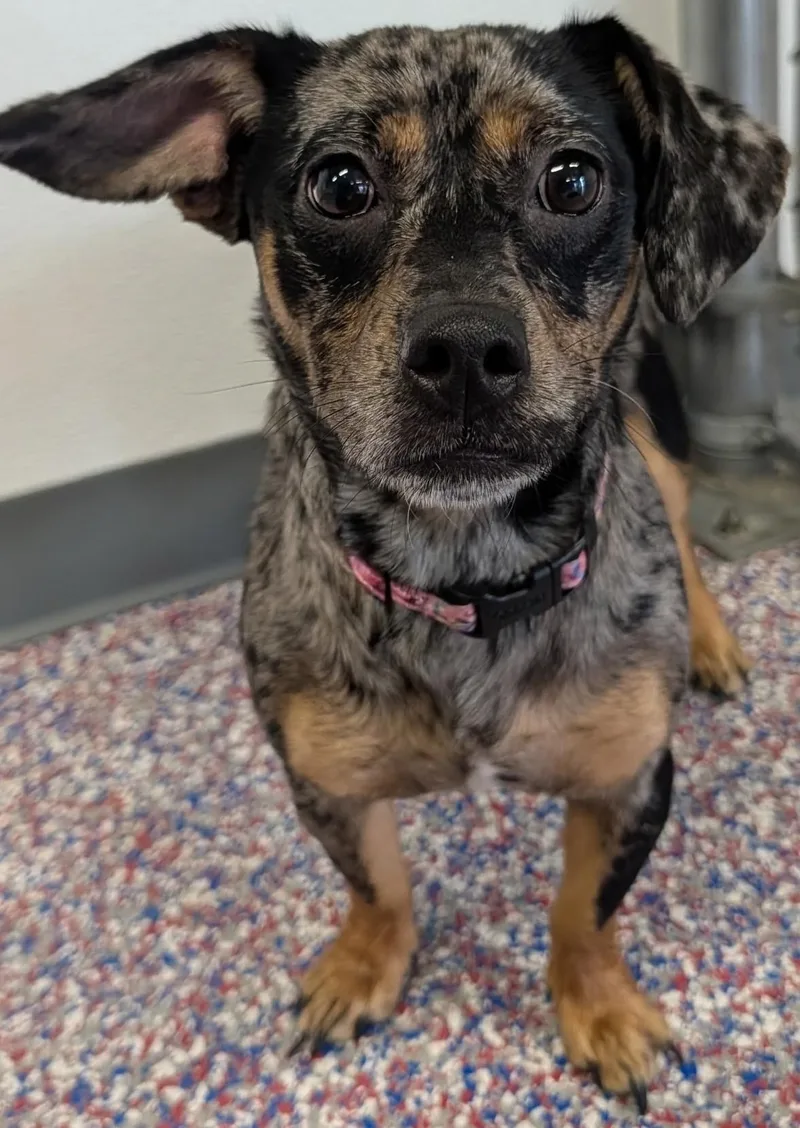 Pepper in TN