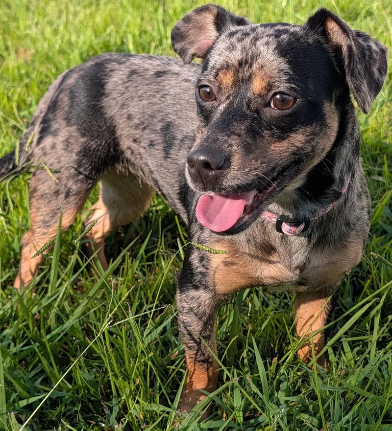 Pepper in TN thumbnail 2