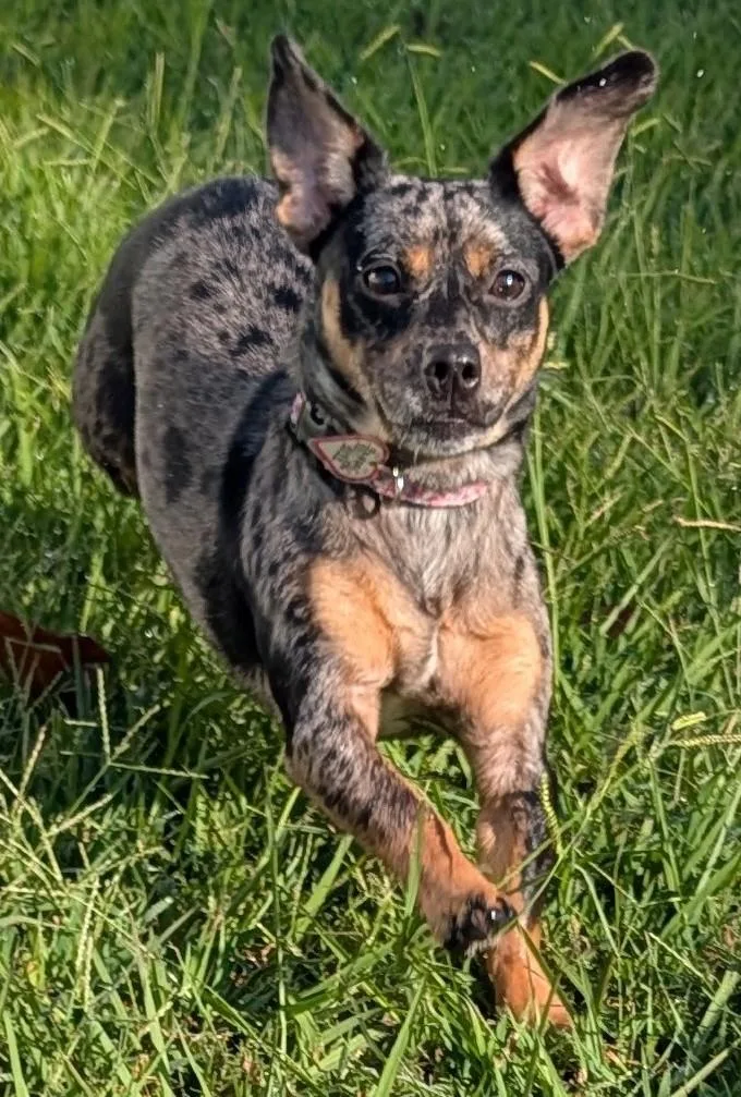 Pepper in TN thumbnail 3