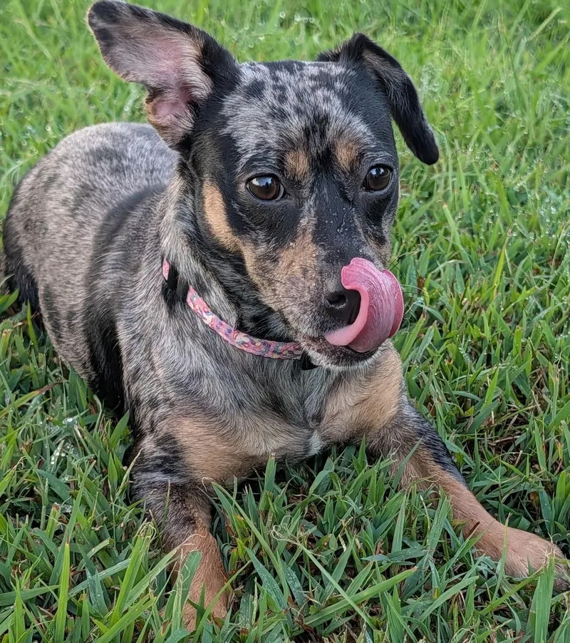 Pepper in TN thumbnail 4