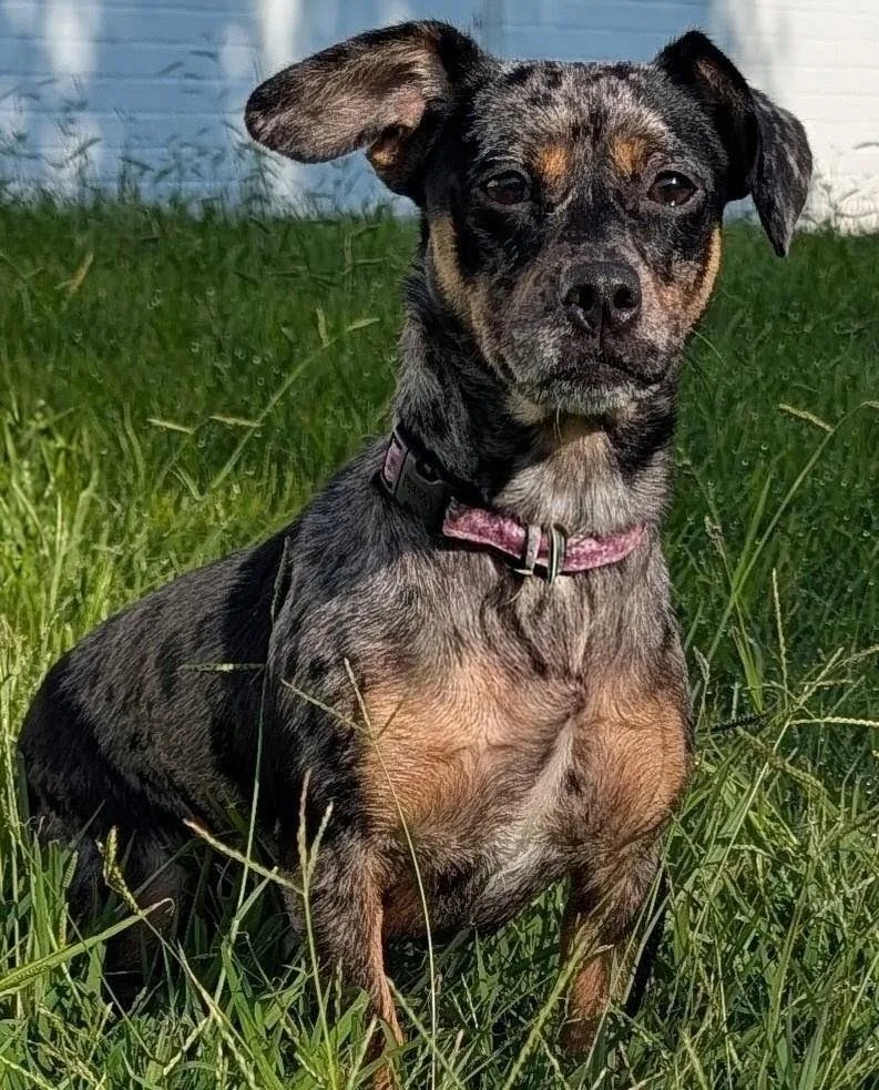 Pepper in TN thumbnail 5