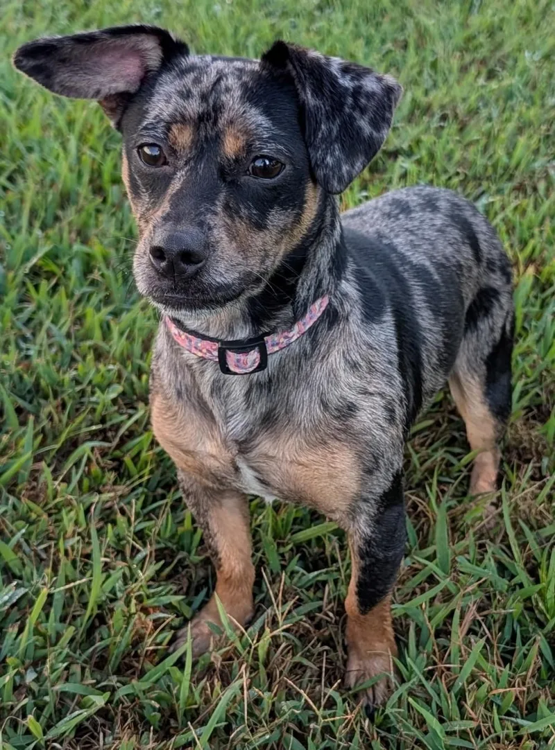 Pepper in TN thumbnail 6