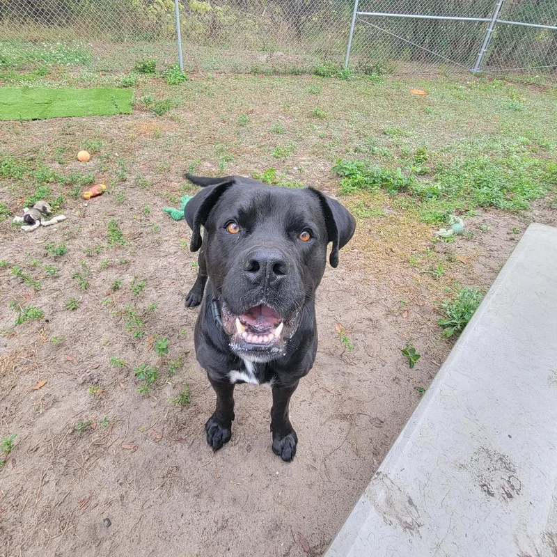 An adult large-sized male Black Bullmastiff dog named Blacky for adoption in Lake Panasoffkee, FL