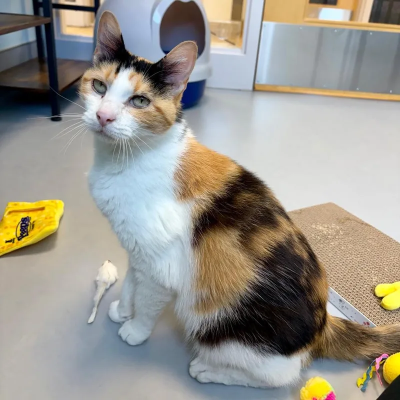 An adult medium-sized female Calico Domestic Short Hair cat named Dora for adoption in Boston, MA