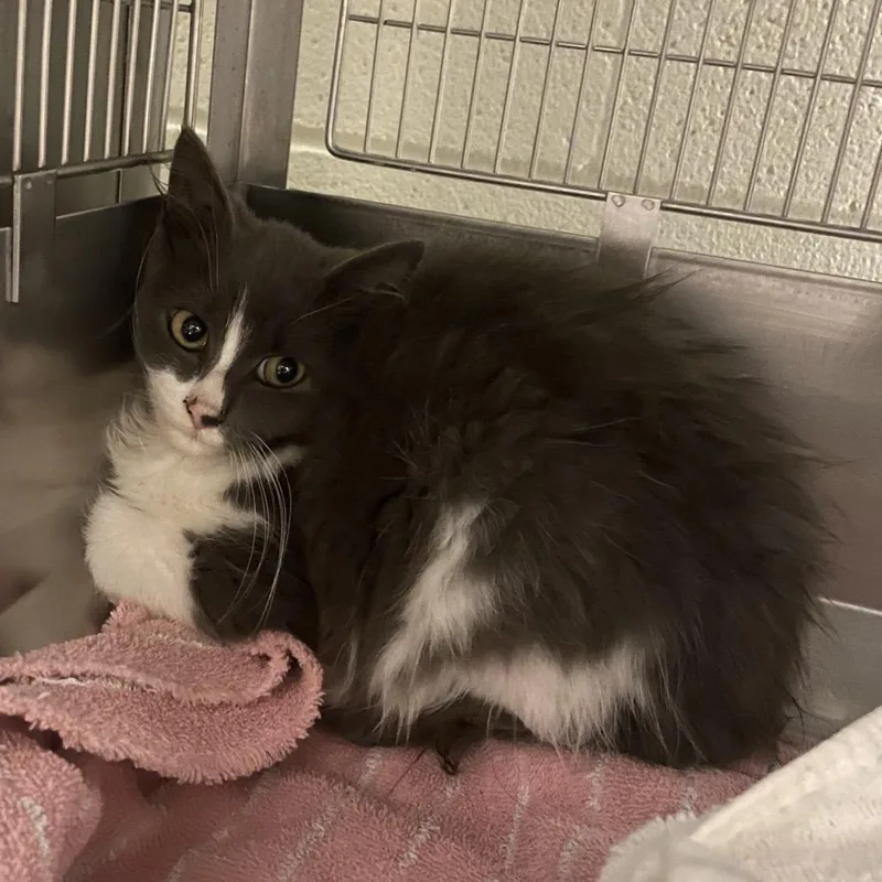 A young small-sized female Gray / Blue / Silver Domestic Long Hair cat named Snickers for adoption in Bristol, IN