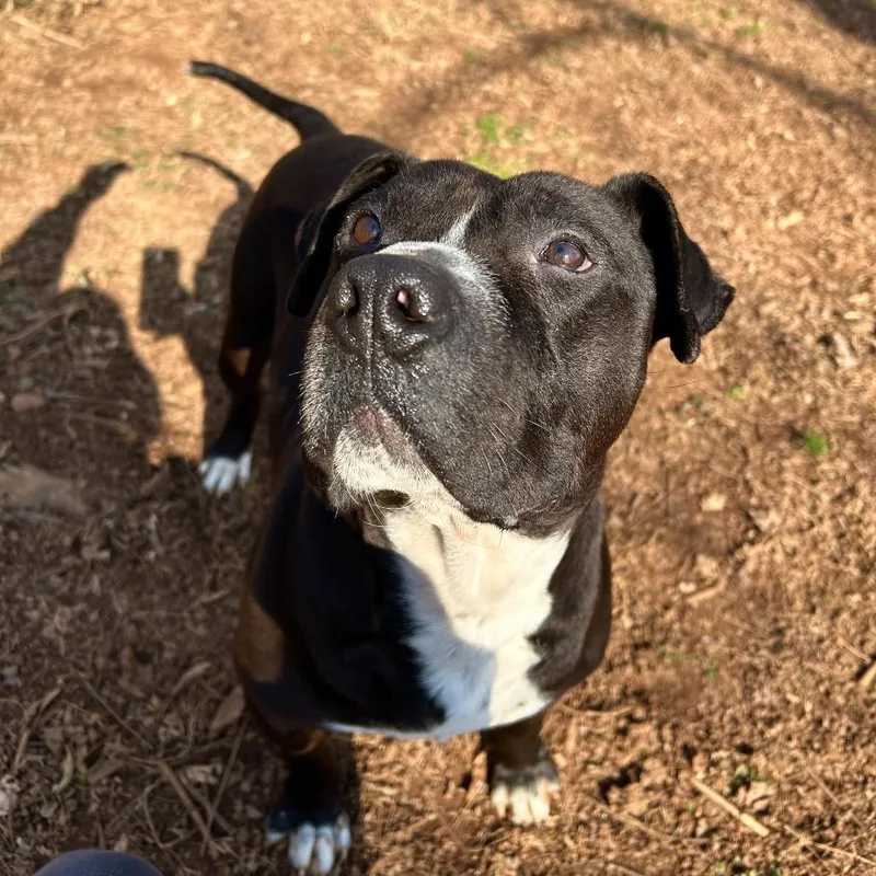 A senior medium-sized male Black Mixed Breed dog named Willie for adoption in Lynchburg, VA