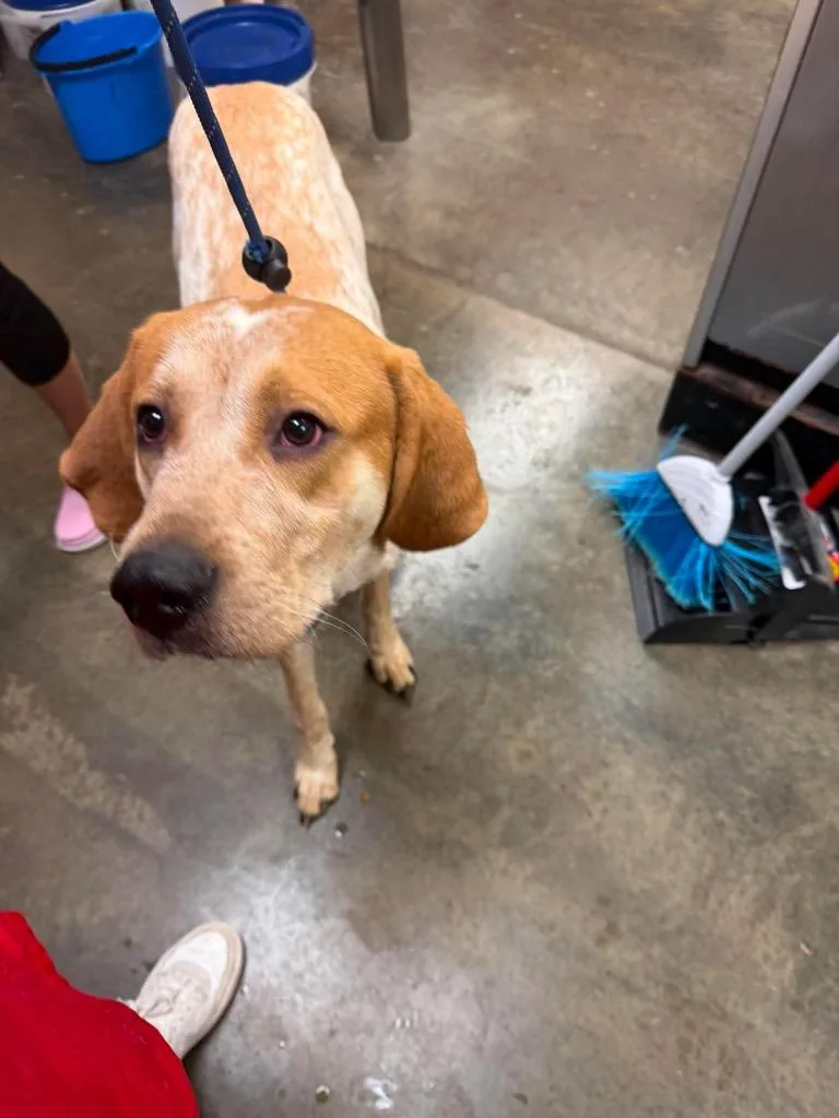 A young large-sized male Coonhound dog named Reggie for adoption in Wintersville, OH