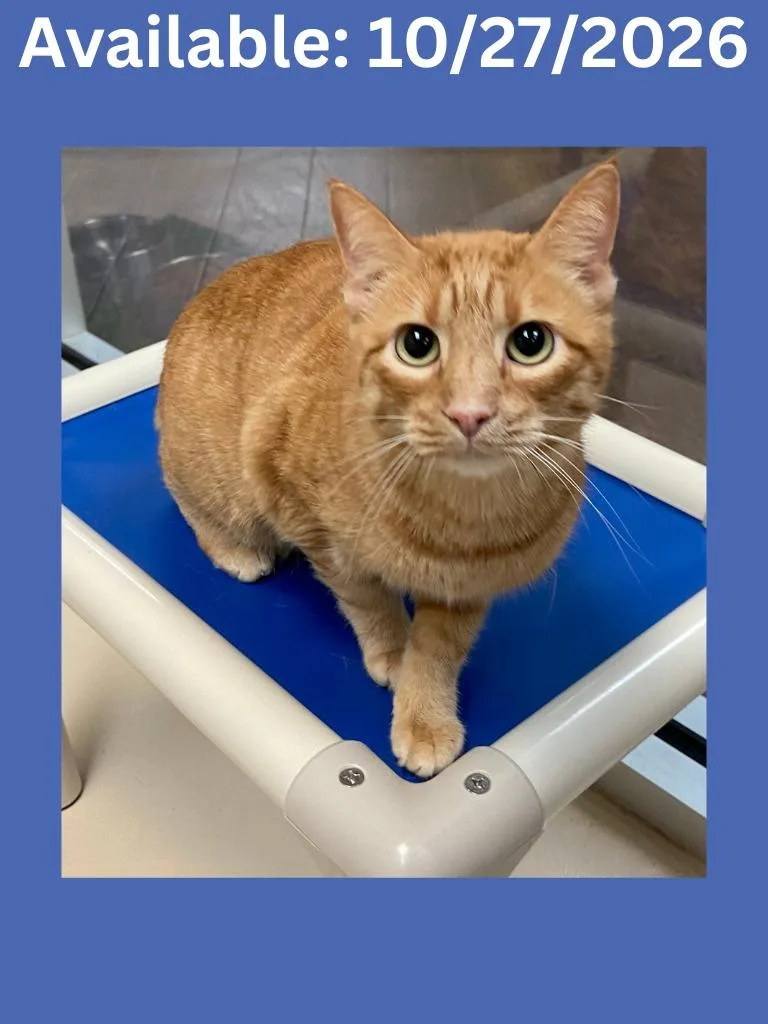 An adult large-sized male Domestic Short Hair cat named Cat Display Tigger for adoption in Greenville, TX