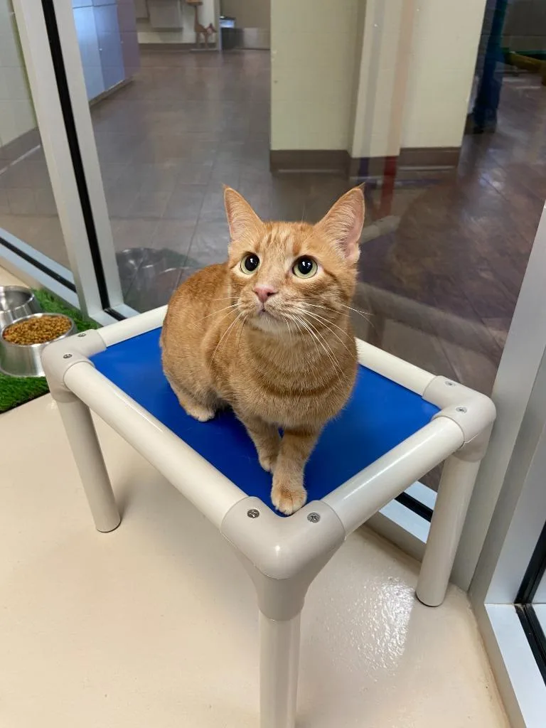 Cat Display Tigger thumbnail 2