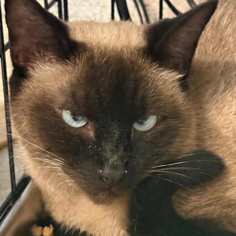 An adult medium-sized female Brown / Chocolate Siamese cat named Vale for adoption in Horn Lake, MS