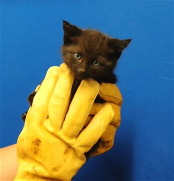 A baby small-sized male Domestic Short Hair cat named Eeny for adoption in Albuquerque, NM