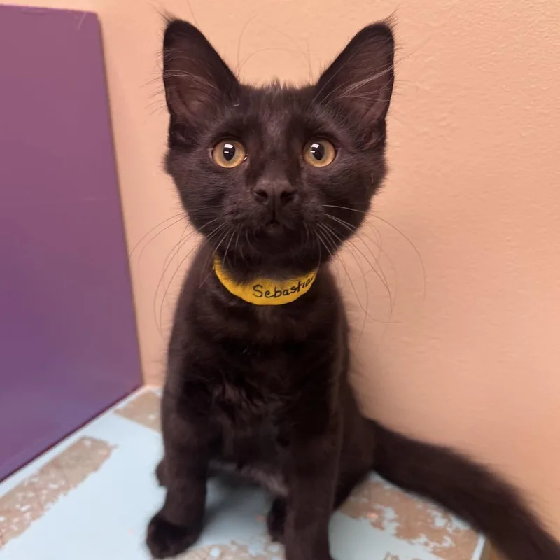A baby small-sized male Black Domestic Short Hair cat named Sebastian for adoption in Arlington Heights, IL