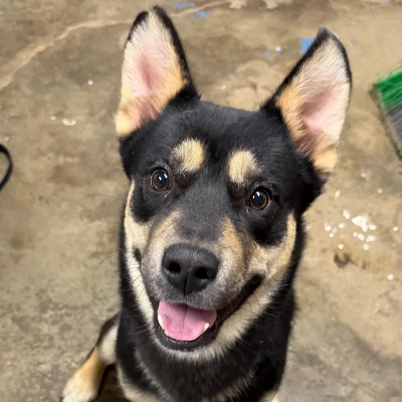 An adult medium-sized male Black Husky dog named Brix for adoption in Cleveland, MS