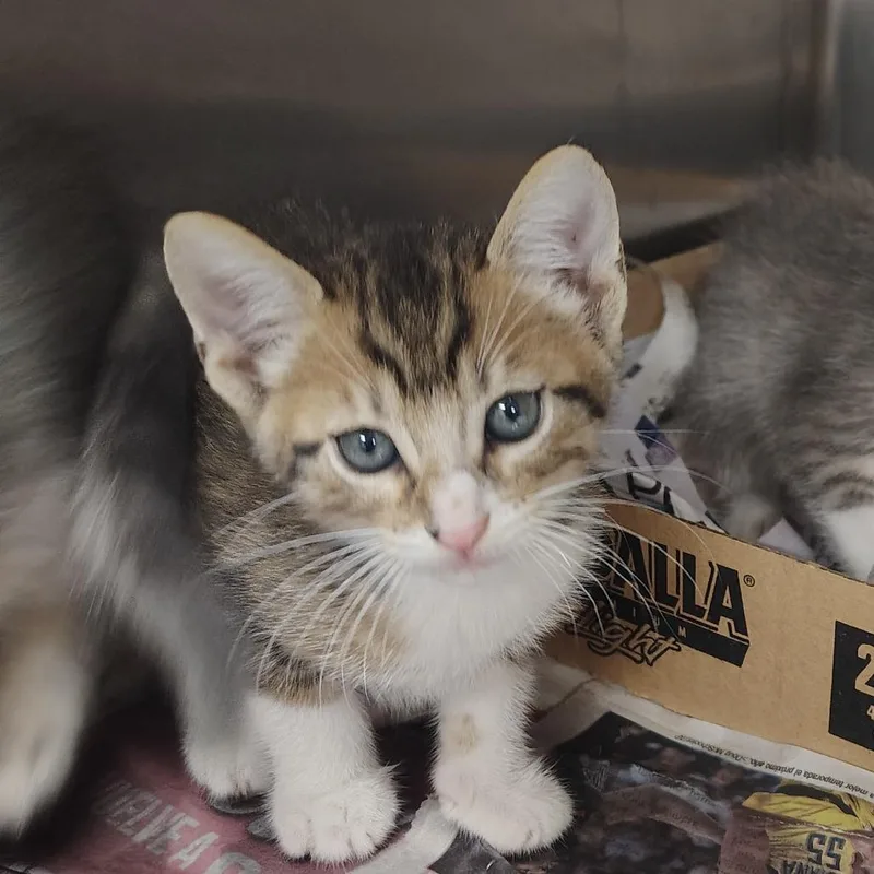 A baby small-sized male Brown / Chocolate Domestic Short Hair cat named Rover for adoption in Vieques, PR
