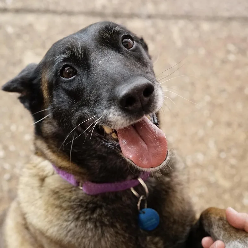 An adult large-sized female Bicolor Belgian Shepherd / Malinois dog named Bennie for adoption in Pasadena, CA