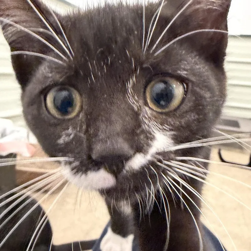 A baby small-sized female Black Domestic Short Hair cat named A Estelle for adoption in Centralia, WA