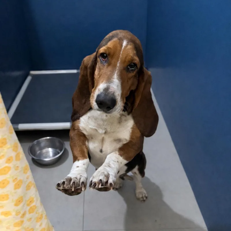 An adult medium-sized female Brown / Chocolate Basset Hound dog named Bonnie for adoption in Redwood Falls, MN