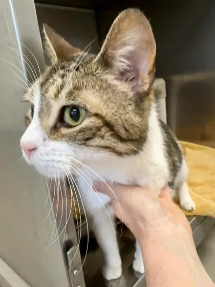 Root Beer thumbnail 2