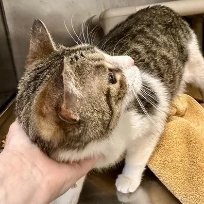 Root Beer thumbnail 3