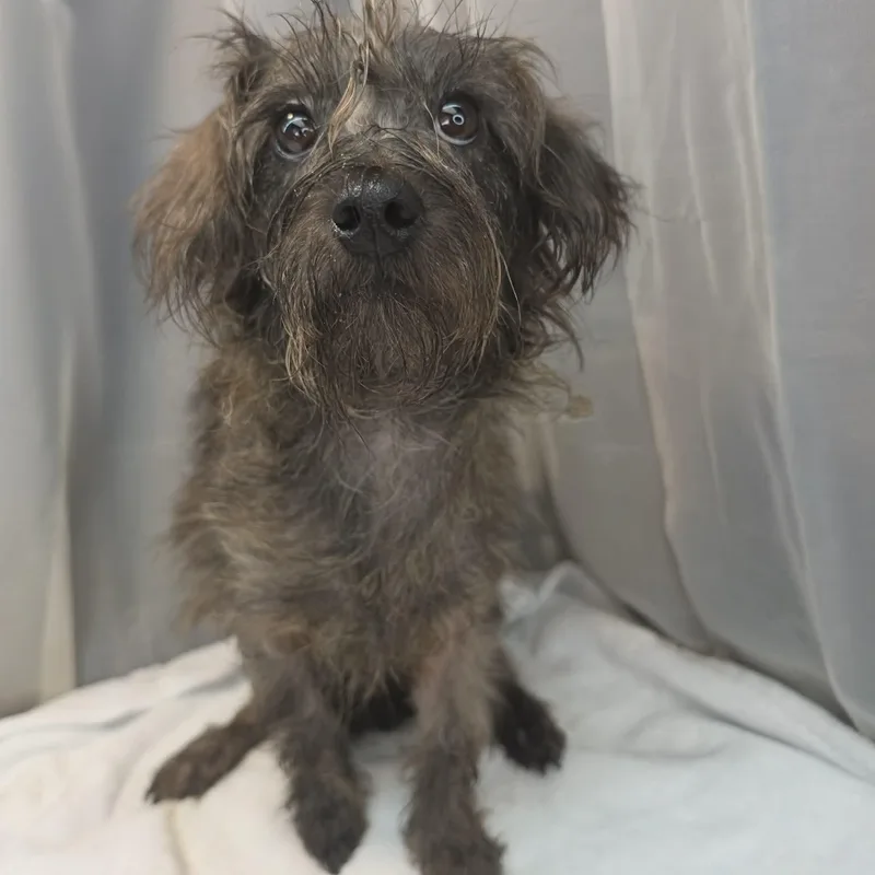 A young small-sized female Gray / Blue / Silver Miniature Schnauzer dog named Papaya for adoption in Foley, AL